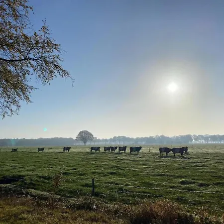 Chalet Sunlit By The Pond *