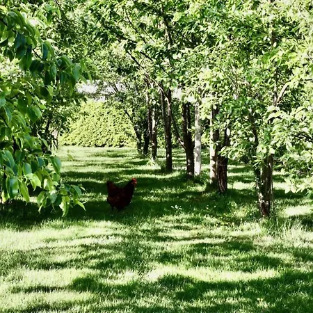 Sunlit By The Pond Chalet Lochem