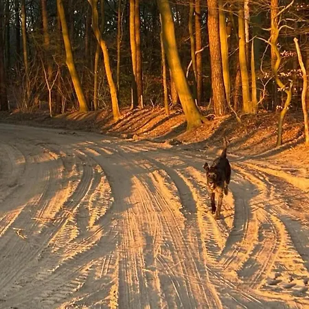 Sunlit By The Pond * Lochem