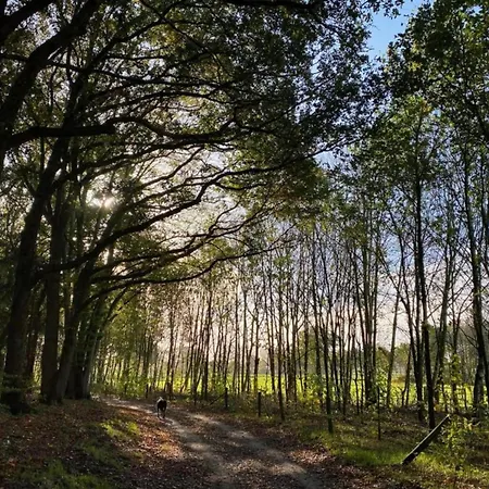 Chalet Sunlit By The Pond Lochem